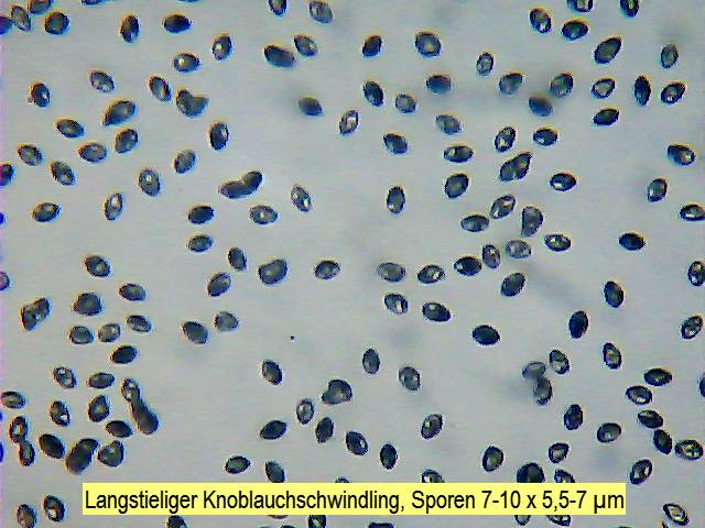 Sporen Langstieliger Knoblauchschwindling